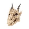 Dragon Skull Box 20cm Skulls Top 200 None Licensed