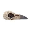 Edgar's Raven Skull 21cm Animal Skulls Out Of Stock