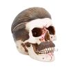 Henchman 18.5cm Skulls Gifts Under £100