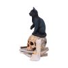 Spirits of Salem (LP) 16.5cm Cats Last Chance to Buy