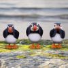 Three Wise Puffins 9cm Animals New Arrivals