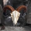 Rams Skull Medium 33cm - 1