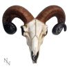 Rams Skull Medium 33cm - 0