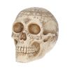 Astrological Skull 20cm Skulls Gifts Under £100