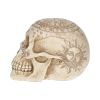 Astrological Skull 20cm Skulls Gifts Under £100