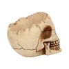 Lobo 14.5cm Skulls Gifts Under £100