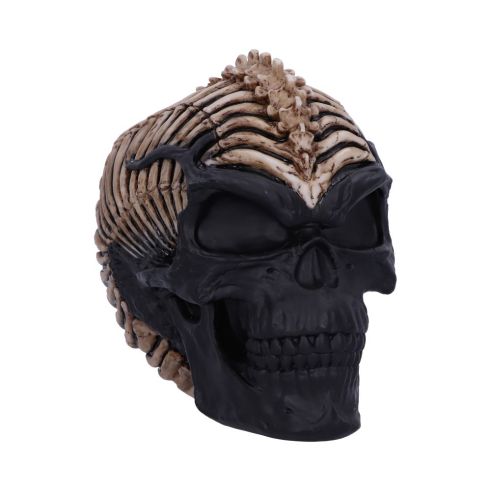 Spine Head Skull (JR) 18.5cm Skulls Sale Items