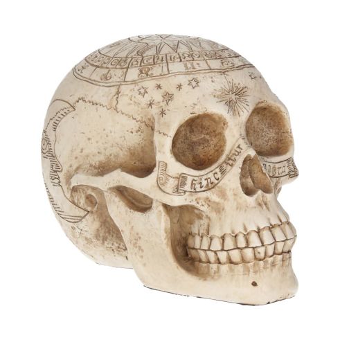 Astrological Skull 20cm Skulls Gifts Under £100